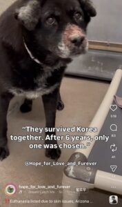 한국에서 온 강아지가 아리조나 보호소에서 곧 안락사 당할지도 몰라요!!